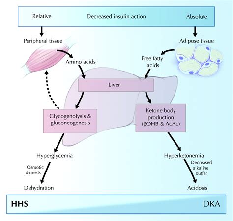Diabetic ketoacidosis and hyperosmolar hyperglycemic state  .